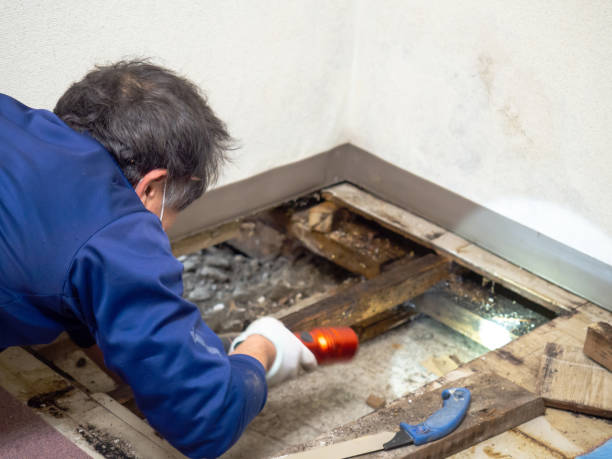 Best Commercial Mold Removal  in Lake Nacimiento, CA