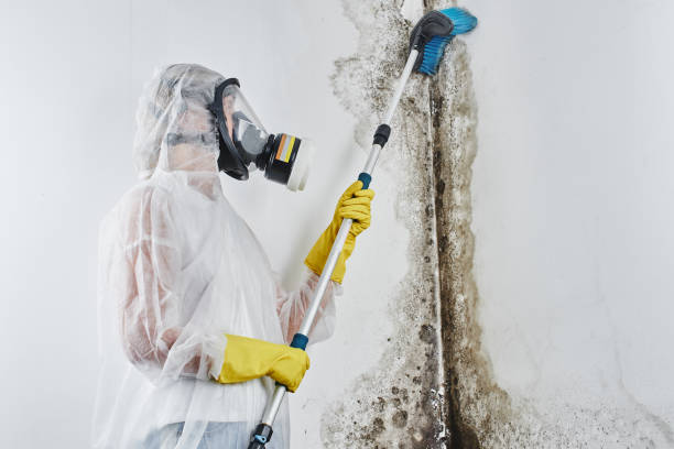 Best Toxic Mold Removal  in Lake Nacimiento, CA