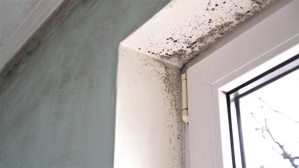 Best Black Mold Removal  in Lake Nacimiento, CA