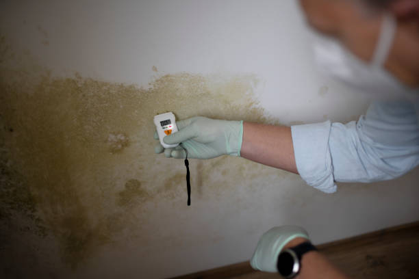Best Professional Mold Removal  in Lake Nacimiento, CA