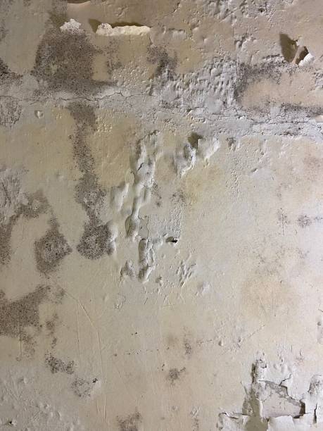 Best Fast Mold Removal  in Lake Nacimiento, CA