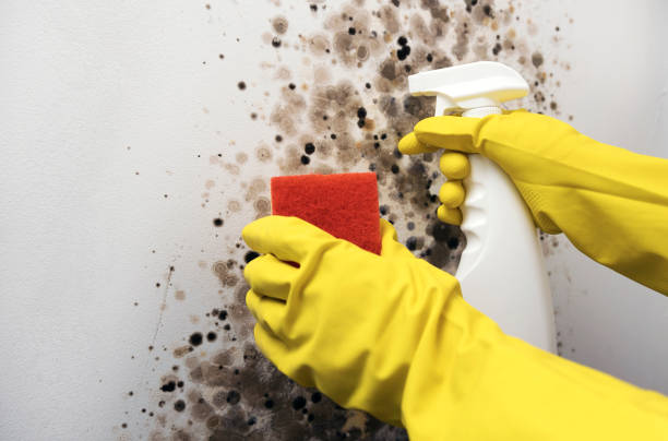 Best Residential Mold Removal  in Lake Nacimiento, CA