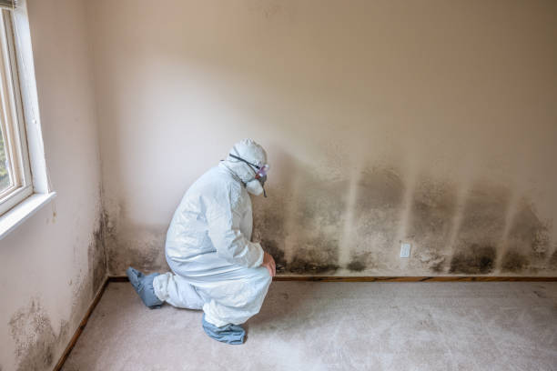 Best Same-Day Mold Removal  in Lake Nacimiento, CA