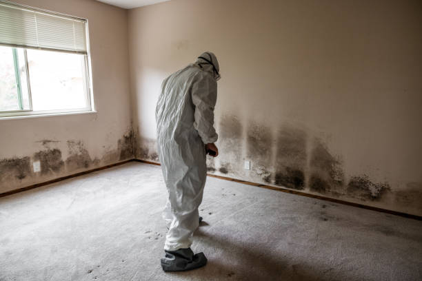 Best Mold Cleaning Services  in Lake Nacimiento, CA