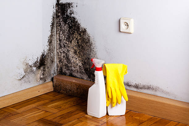 Best Mold Testing  in Lake Nacimiento, CA