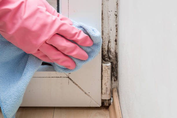 Best Mold Damage Repair  in Lake Nacimiento, CA
