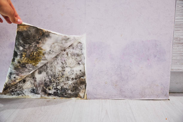 Best Toxic Mold Removal  in Lake Nacimiento, CA